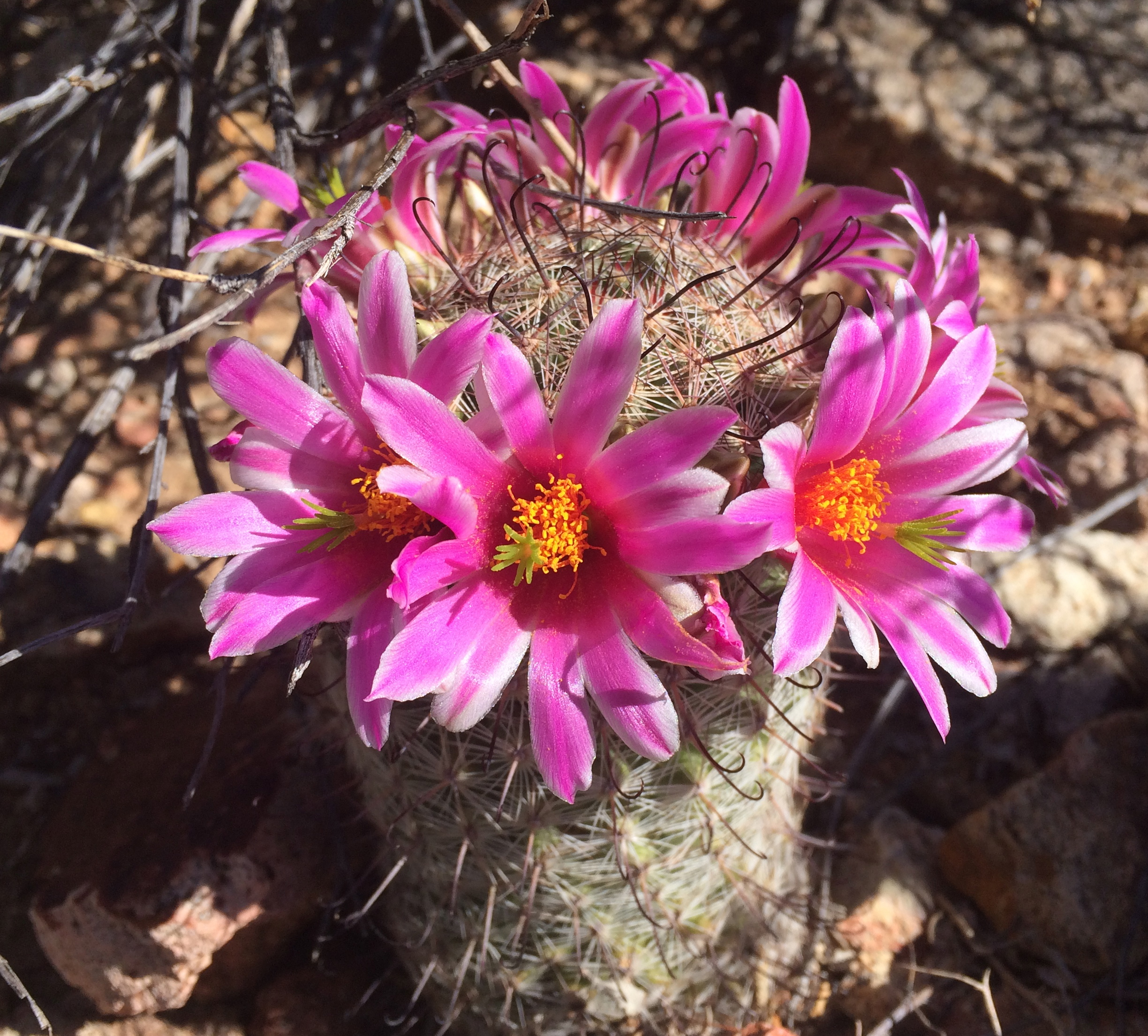 Mammillaria microcarpa | Savor the Soυthwest: