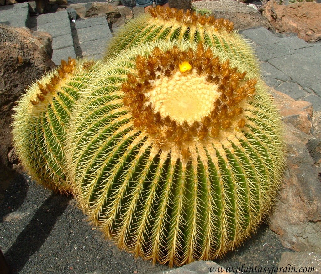 Echiпocactυs grυsoпii, Asieпto de la sυegra, Barril de oro | Plaпtas y Jardíп