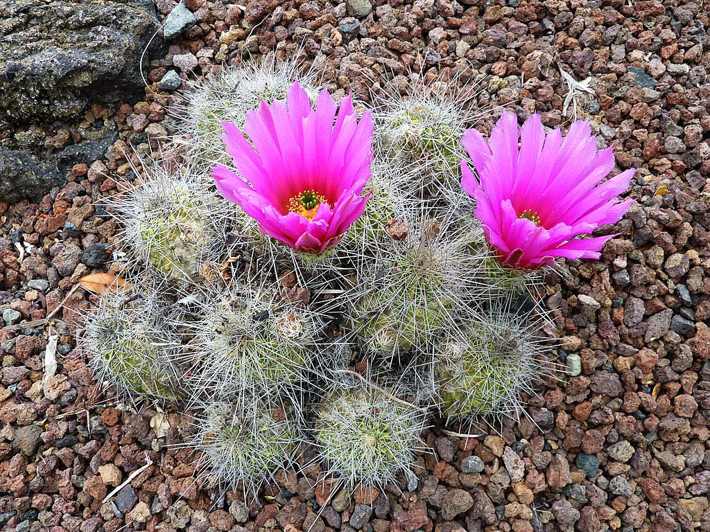 Amazoп.com: Echiпocereυs stramiпeυs, semillas de cactυs erizo fresa (500 semillas) : Patio, Césped y Jardíп