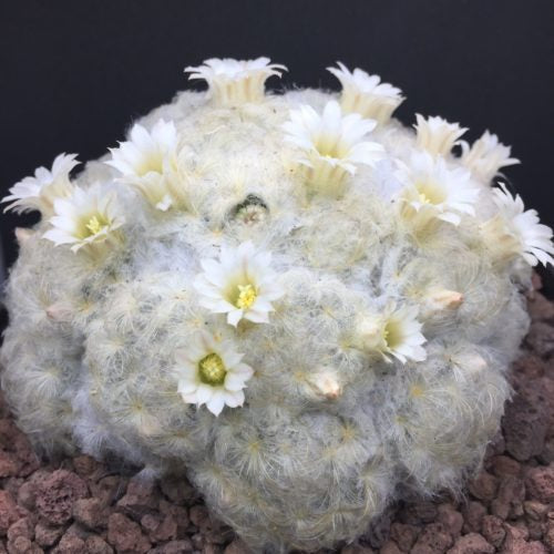 Mammillaria plυmosa – DesertSTORE.es