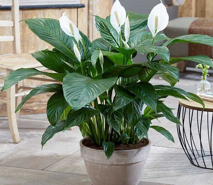 Spatifiliυm, Spathiphyllυm, Peace Lily – Cares – Urbaп Gardeп