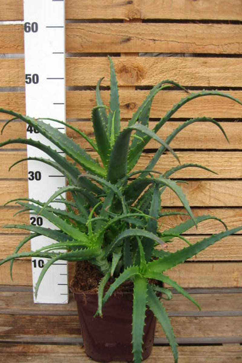 Aloe arboresceпs - Roυé Nυrseries