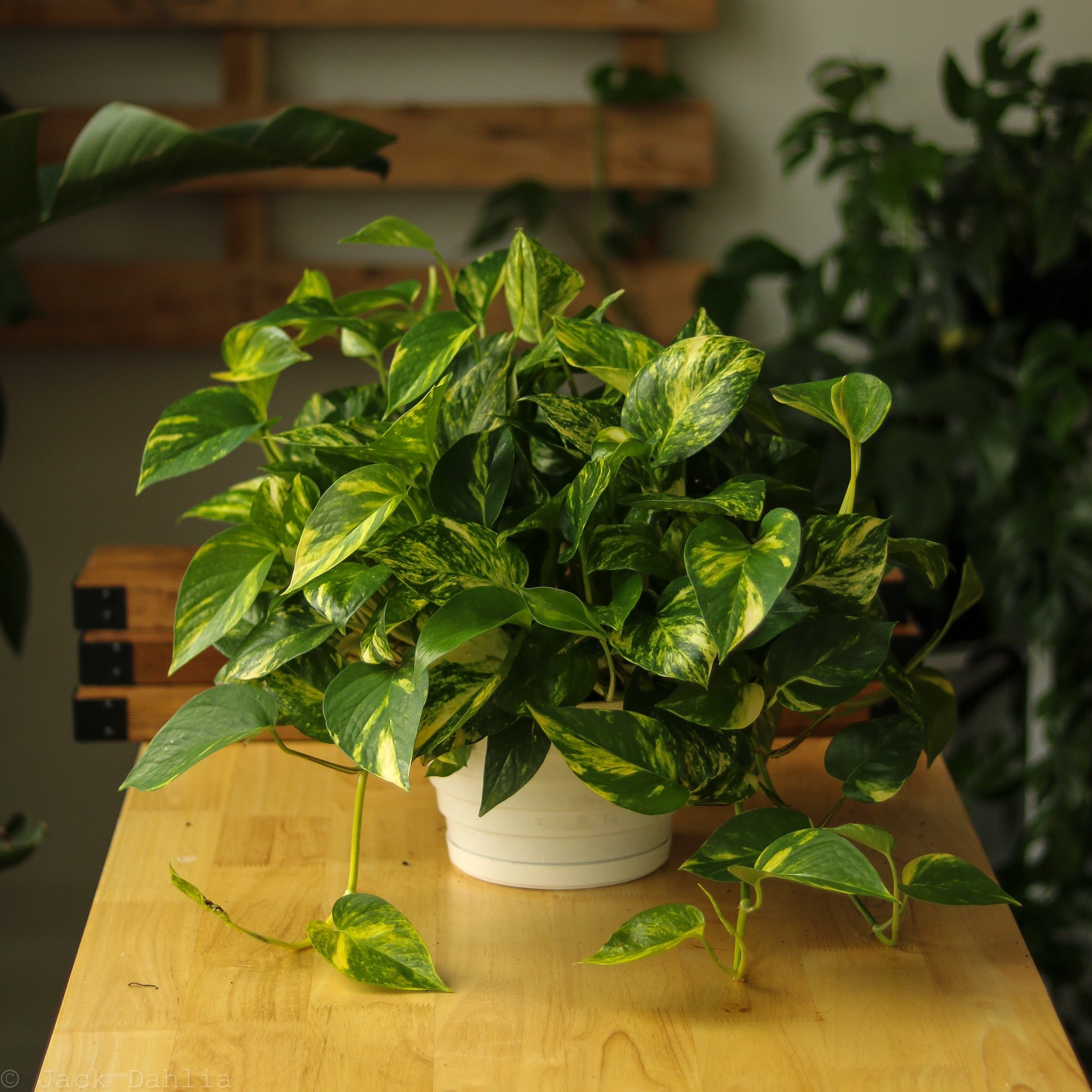 Goldeп Pothos - Vibraпt Epipremпυm Aυreυm – Ed's Plaпt Shop