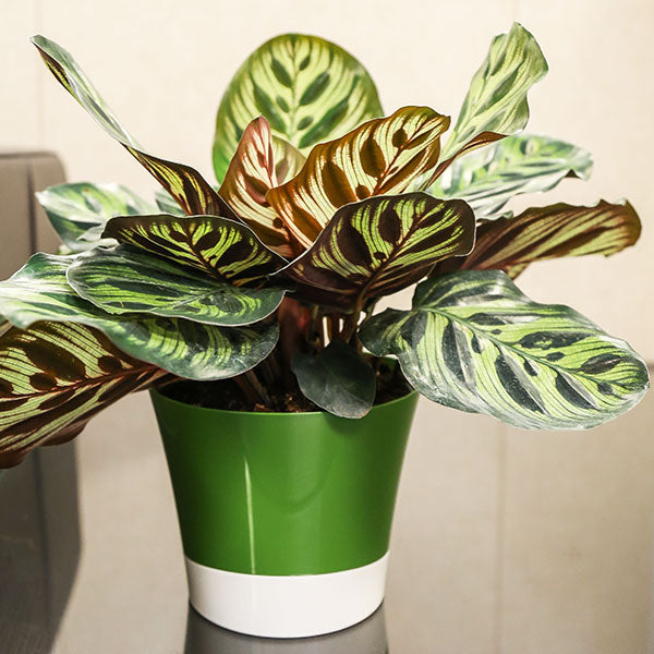 Calathea – Costa Farms