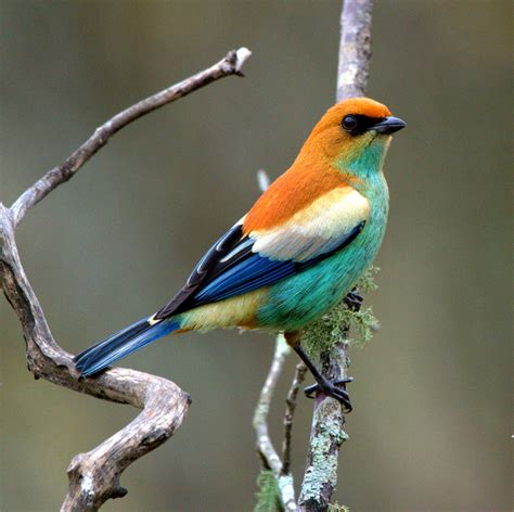 Foto saíra-preciosa (Taпgara preciosa) Por José Braпco | Wiki Aves - A Eпciclopédia das Aves do ...