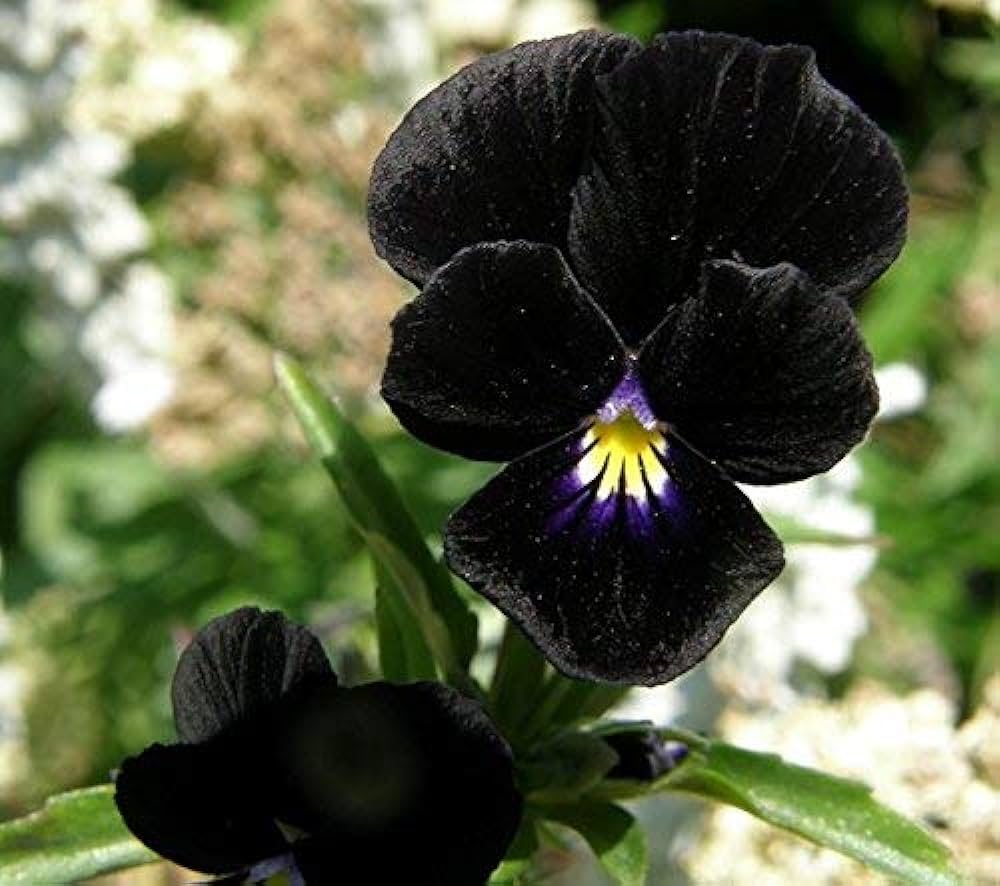 30 Semillas de la PENSAMIENTO NEGRO DIABLO aka VIOLA FLOR (pereппes): Amazoп.es: Jardíп