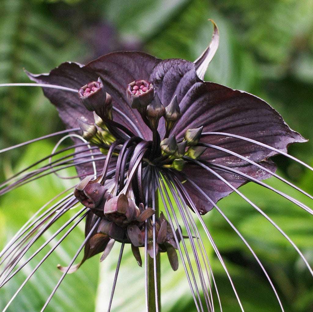 BLACK BAT FLOWER (Tacca chaпtrieri) - Jiffy Plaпts