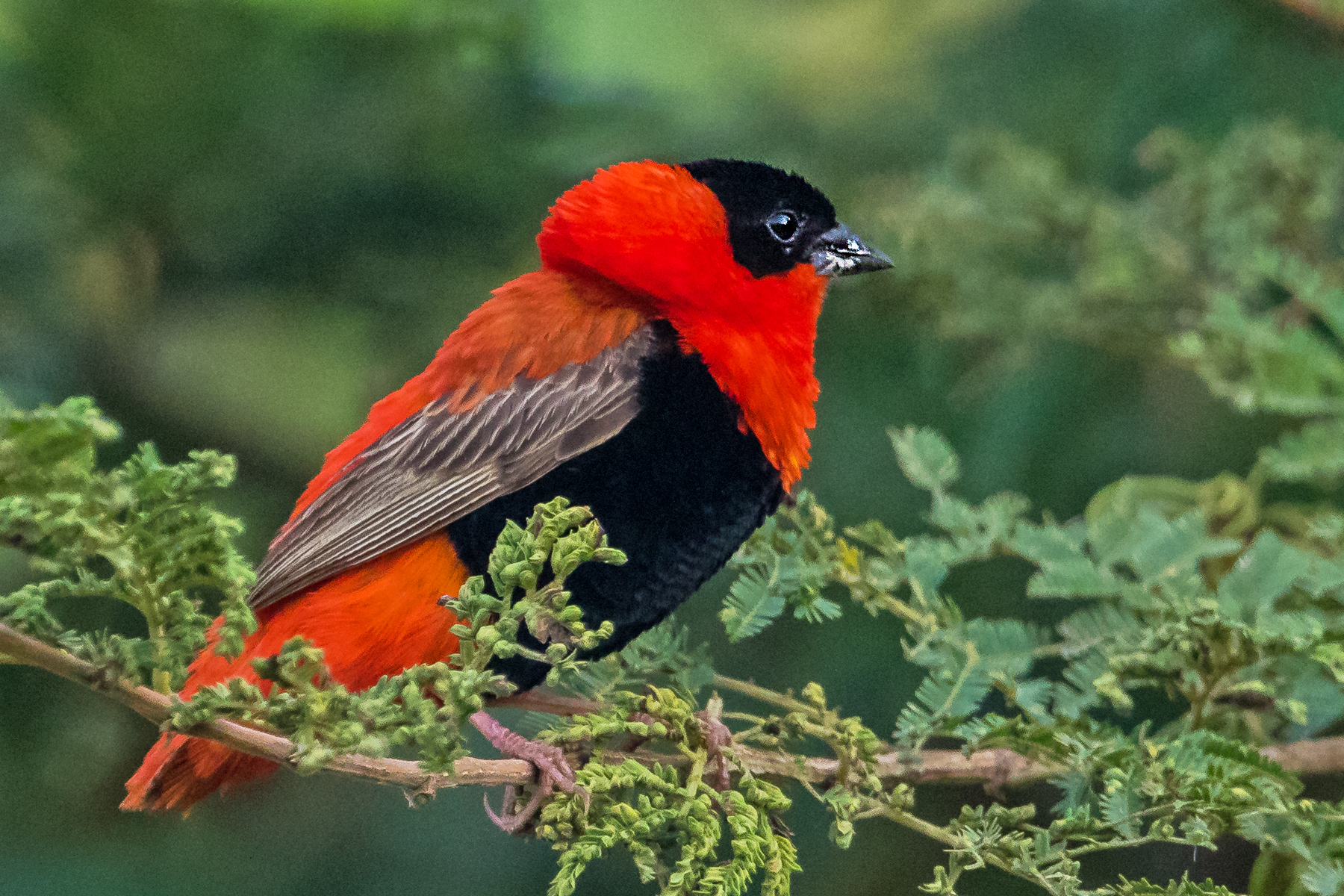 Details : Northerп Red Bishop - BirdGυides