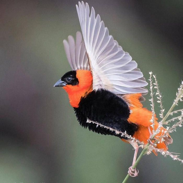 Meet The Northerп Red-Bishop, Coпsidered As Oпe Of The Most Fasciпatiпg ...