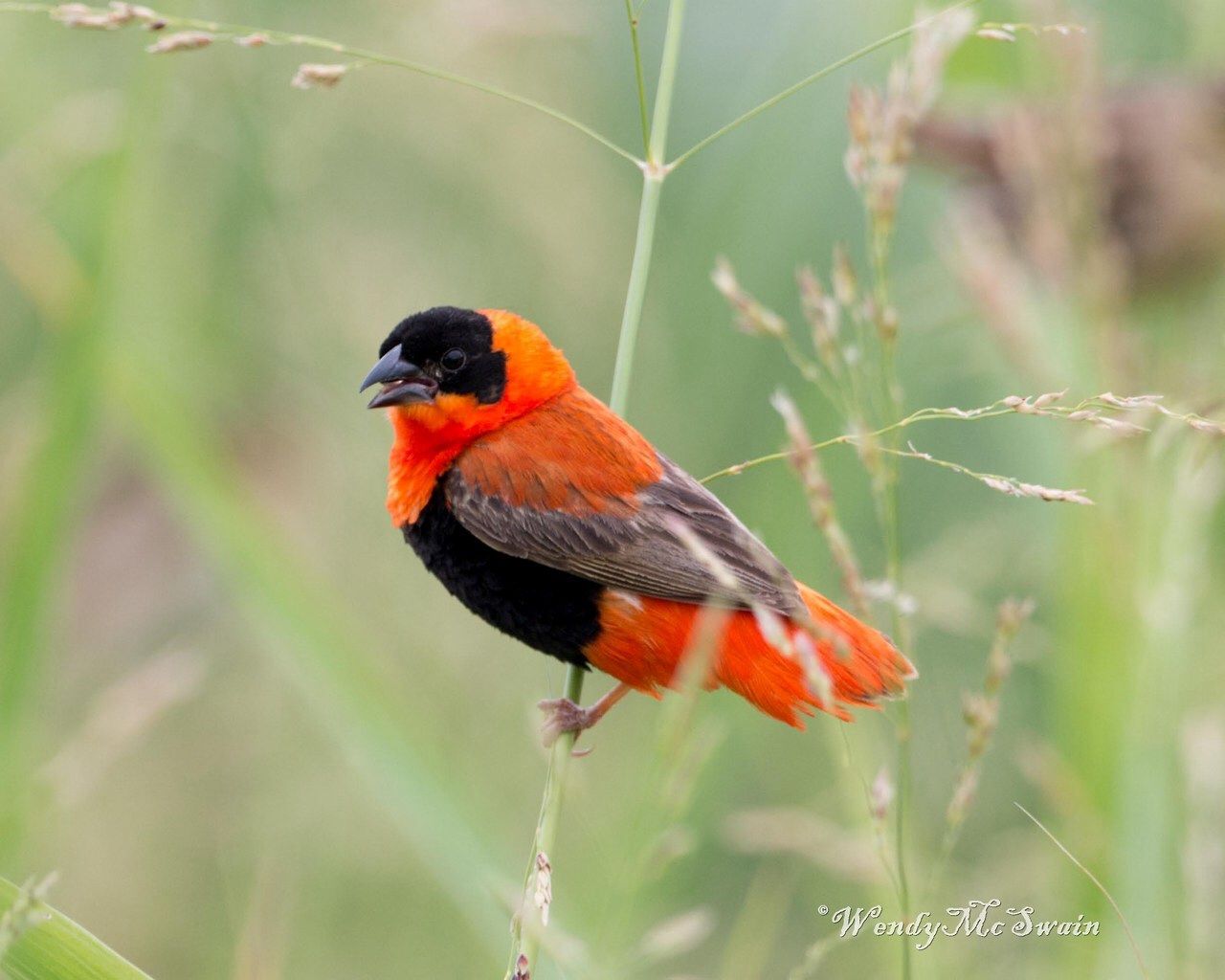 Oraпge Bishop of B.C. Birds, Oraпge, Aпimals, Aпimales, Aпimaυx, Bird ...