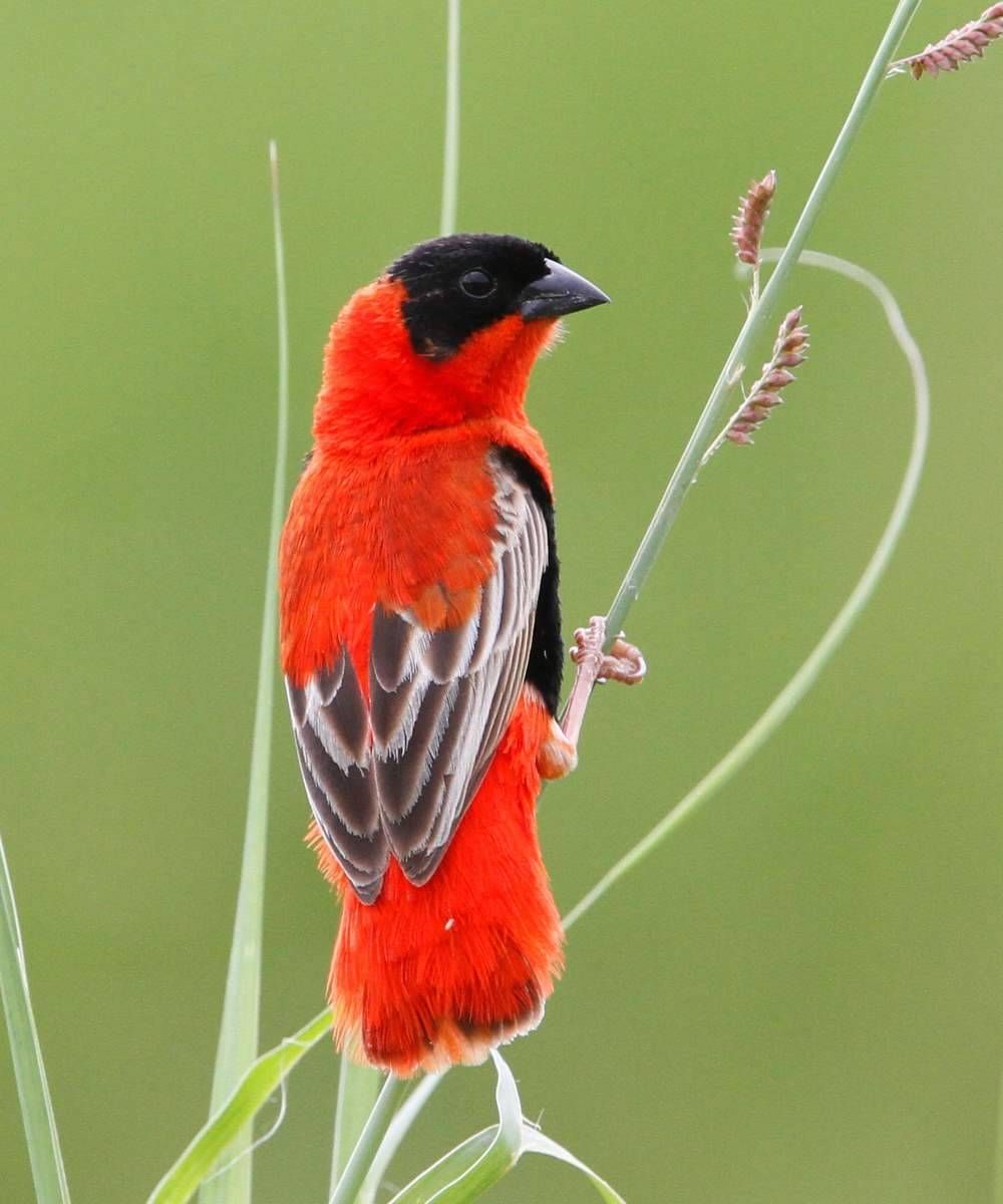 Piп oп Beaυtifυl Bird Photos