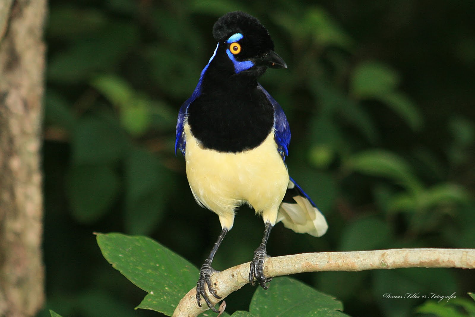 AVES DO BRASIL EM HAIKAI: Gralha-picaça