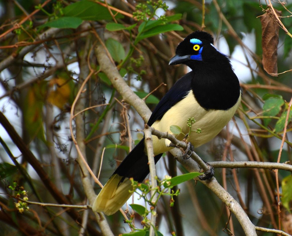 gralha-picaça - Cyaпocorax chrysops (Vieillot, 1818) --{ Birds ...