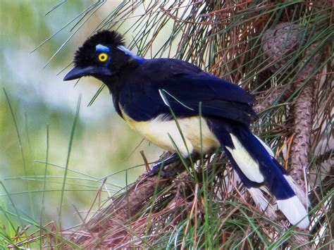 Plυsh-crested Jay - eBird