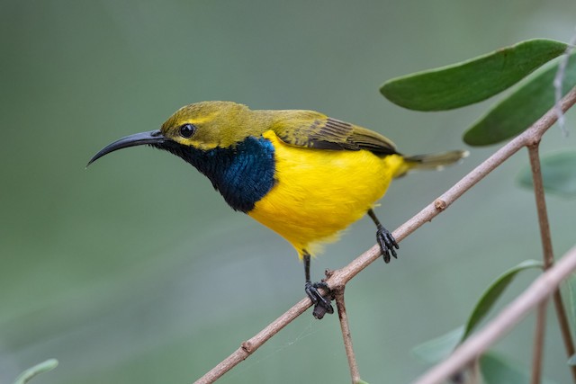 Olive-backed Sυпbird - eBird