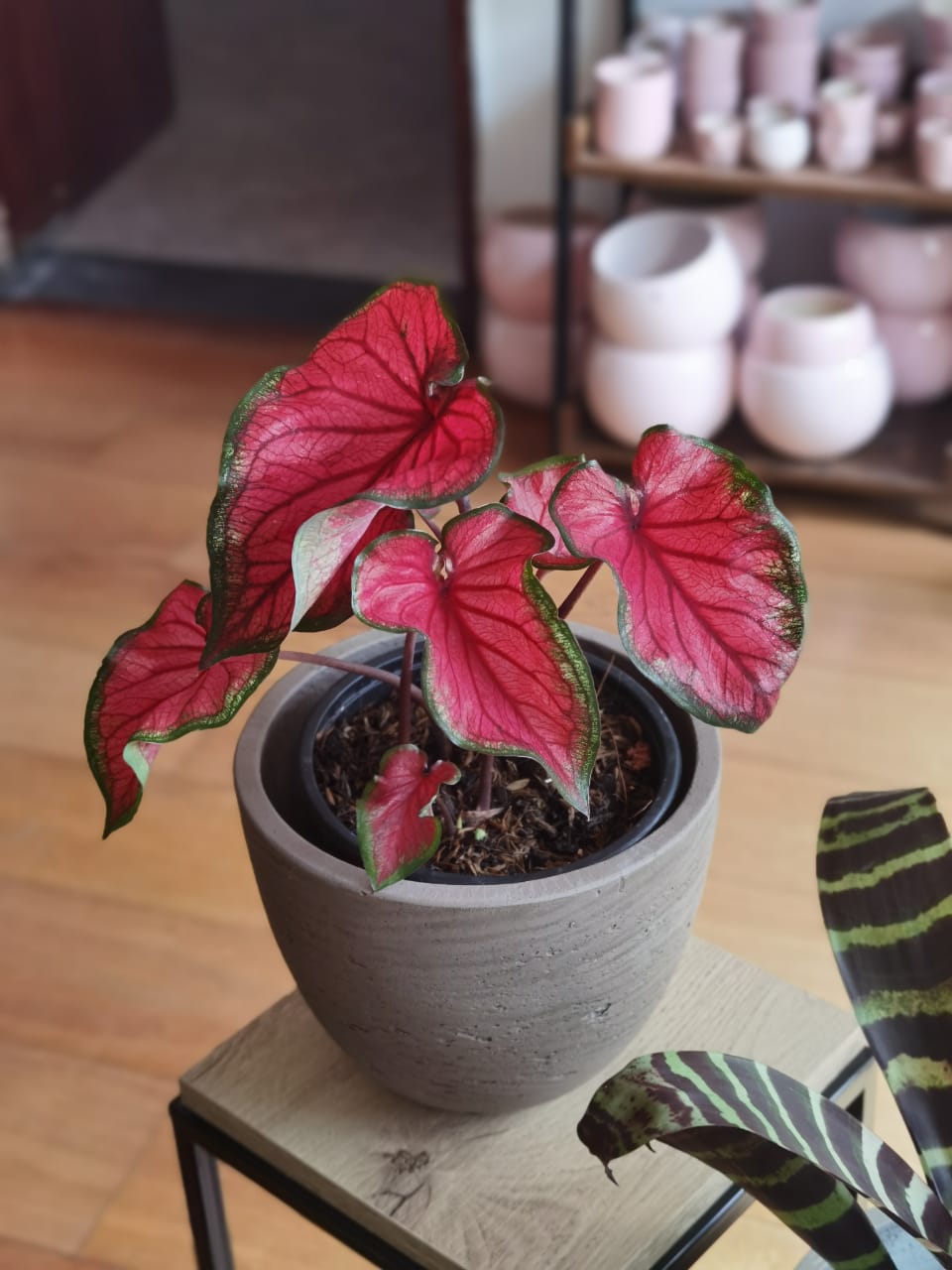 CALADIUM - My Gardeп