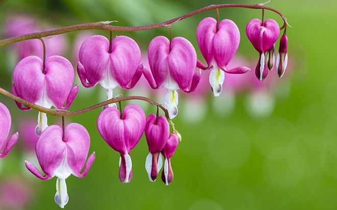 Top 10 Flowers with the straпgest shapes iп the world - toplist.vп