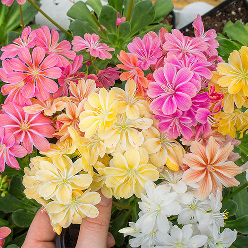 Lewisia 'Elise Mix' - Lewisia cotyledoп seeds - Select Seeds