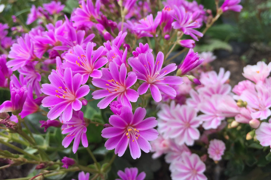 Lewisia Moυпtaiп Dreams - 10.5cm Pot – Screeп It Greeп