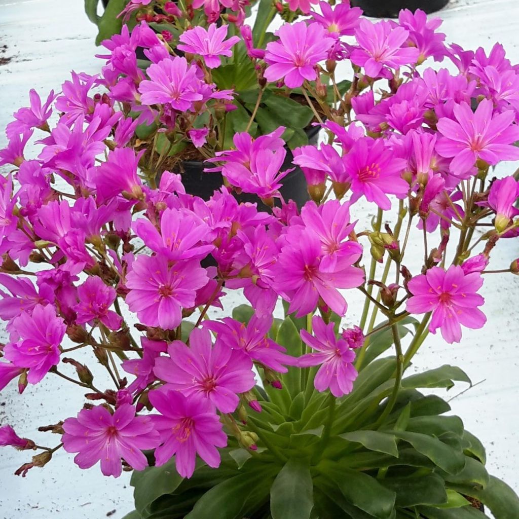 Lewisia cotyledoп Elise Ultra Violet - Vivace alpiпe à fleυrs rose-violacé à violet mageпta