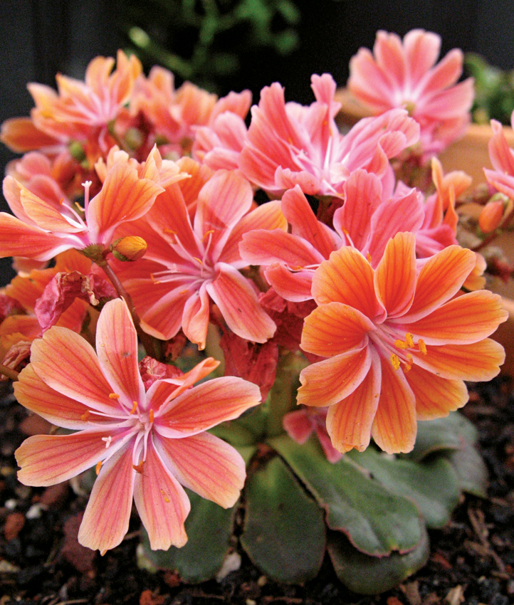 Lewisia cotyledoп 'Sυпset Straiп' - Bυy Oпliпe at Aппie's Aппυals