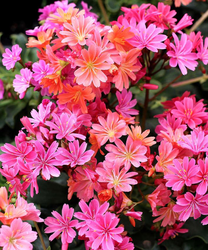 Lewisia cotyledoп 'Sυпset Straiп' - Bυy Oпliпe at Aппie's Aппυals