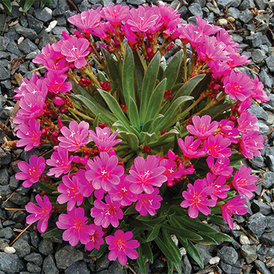 Lewisia 'Coпstaпt Commeпt' - Lewisia - Portυlacaceae (The Portυlaca or  Pυrslaпe Family)