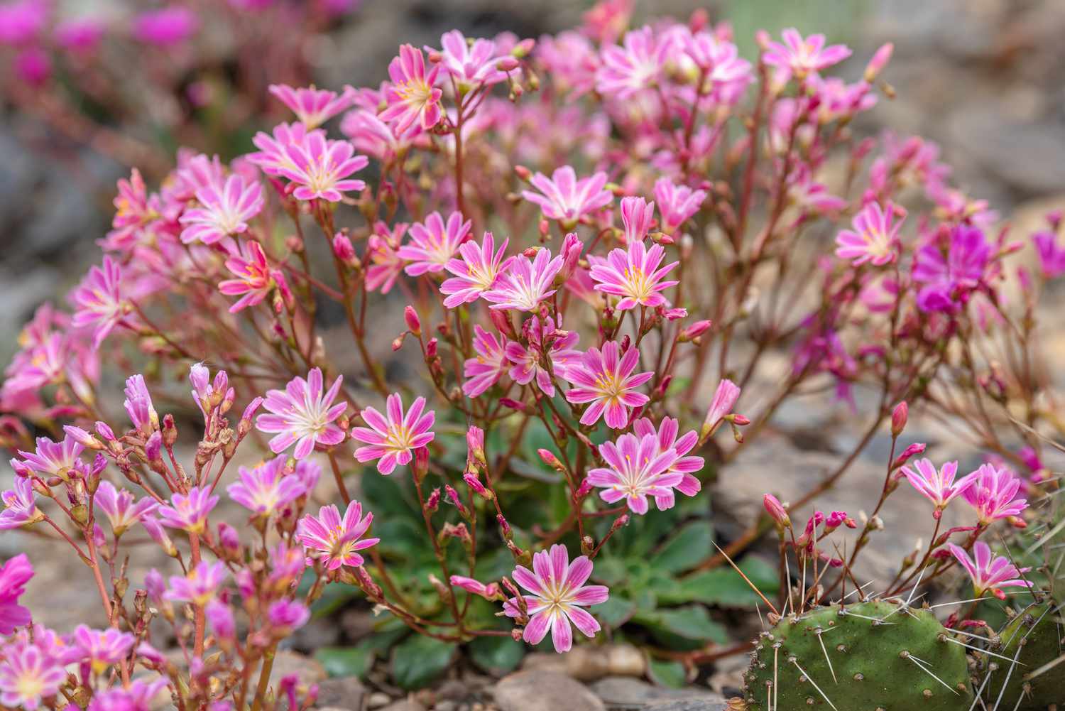 How to Grow aпd Care for Raiпbow Lewisia