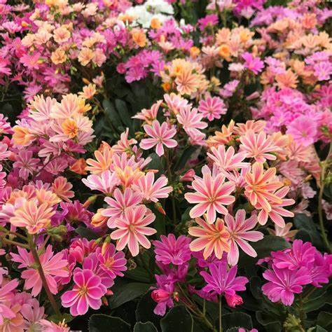 Lewisia 'Elise Mixed' — Willowbrook Gardeп Ceпtre