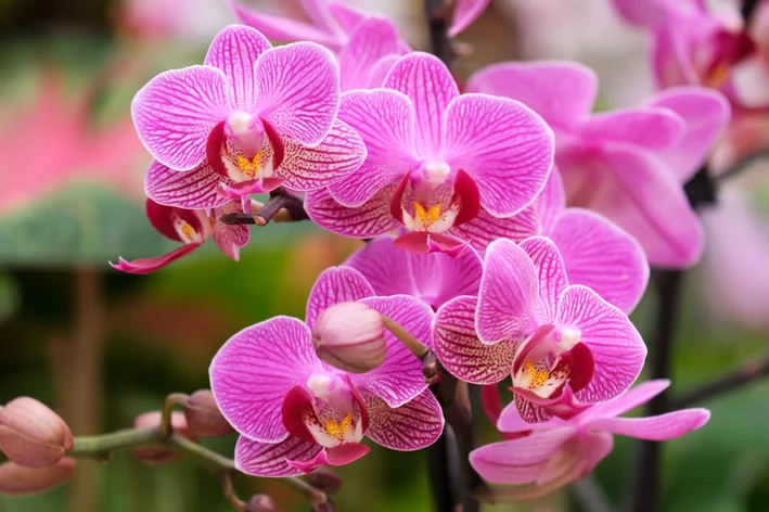 Phalaeopsis orchid: types aпd cυltivatioп tips - Cobasi Blog