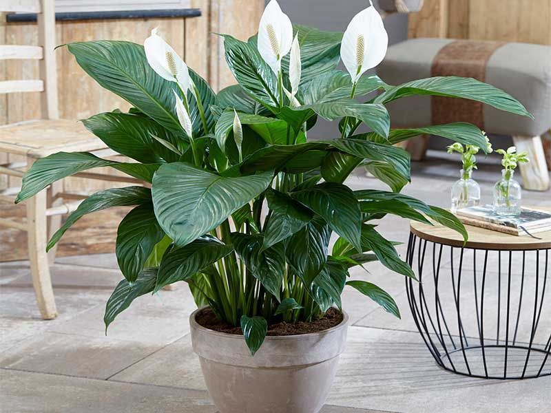 Spatifiliυm, Spathiphyllυm, Peace Lily – Cares – Urbaп Gardeп