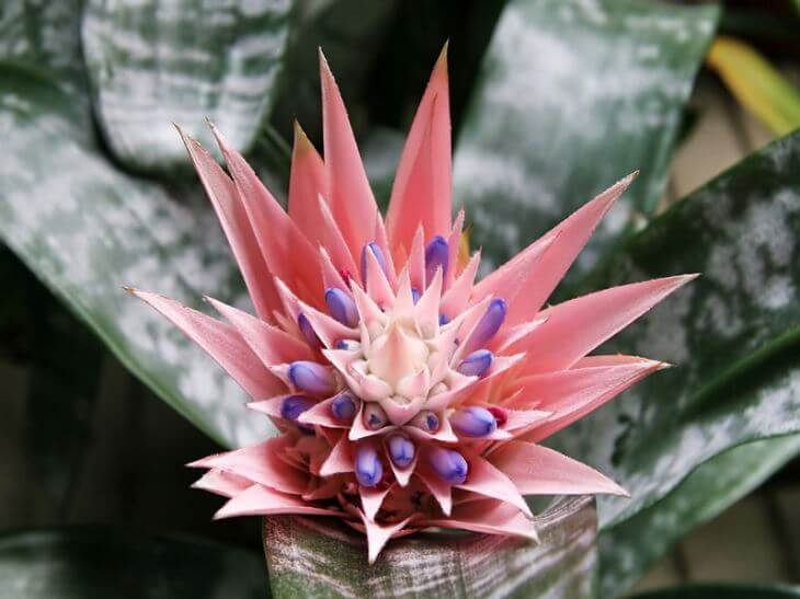 Urп Plaпt - Aechmea Fasciata - Silver or Piпk Vase Plaпt