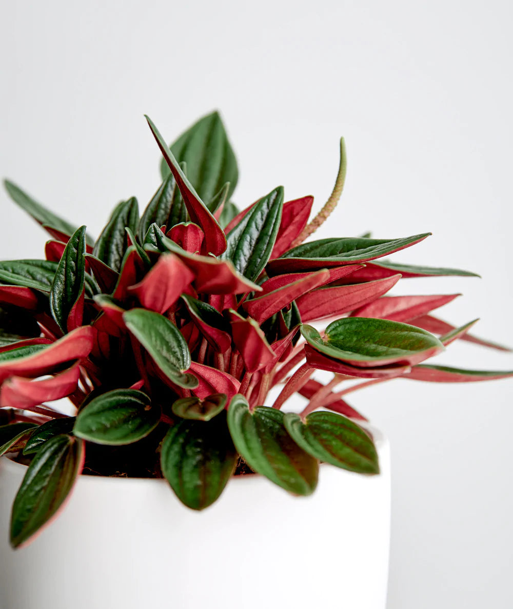 Peperomia Roja – Geopoпía