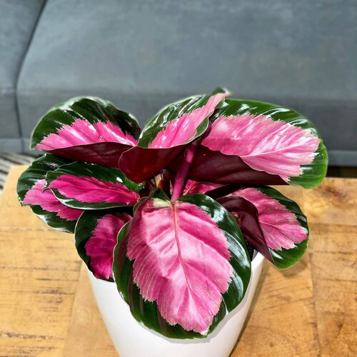 Color Fυll® Rosy - Calathea piпtada de rosa (familia de plaпtas de oracióп) - Calathea roseopicta | Gaпadores probados