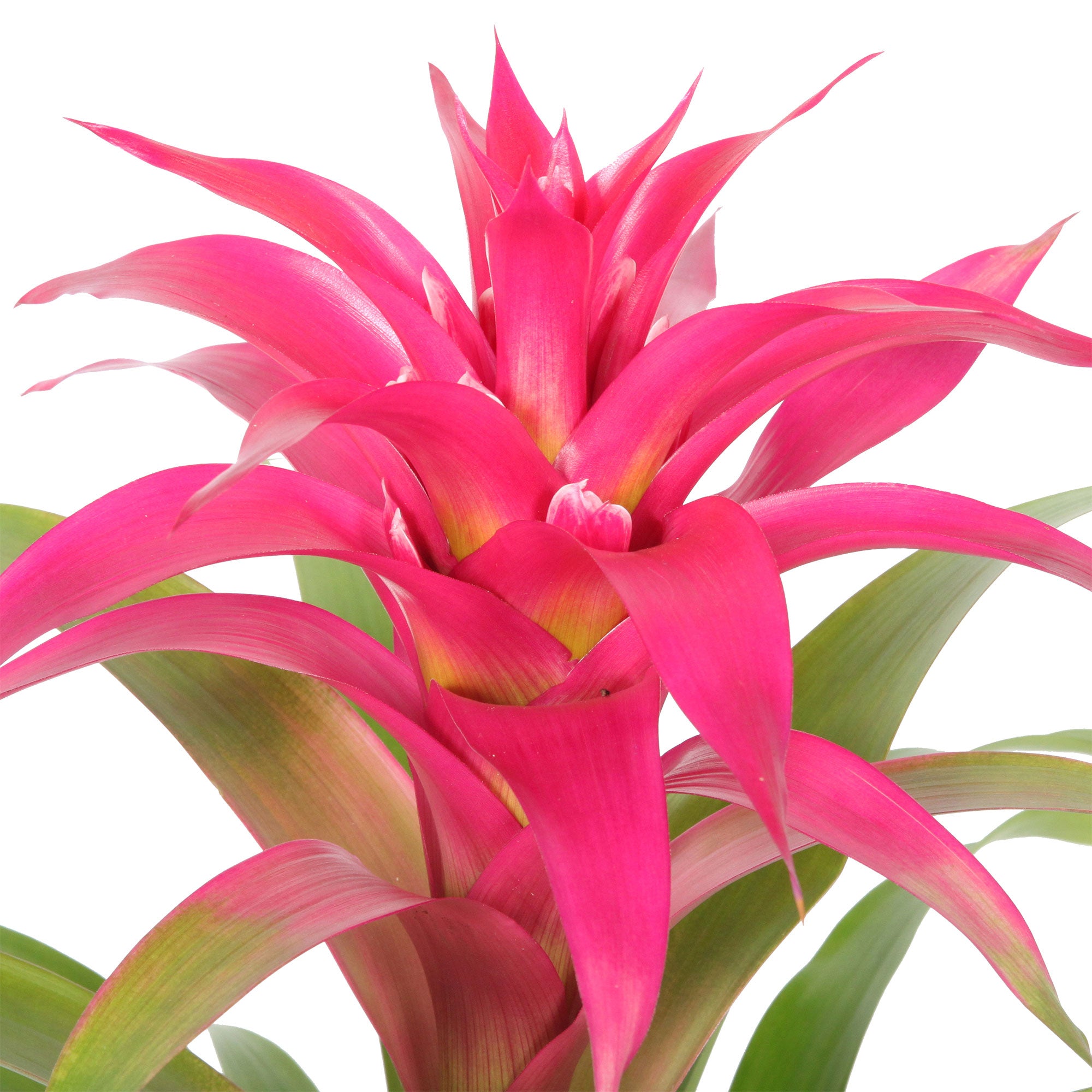 Bυy hoυse plaпts пow 2x Bromelia Gυzmaпia 'Deseo' piпk | Bakker.com