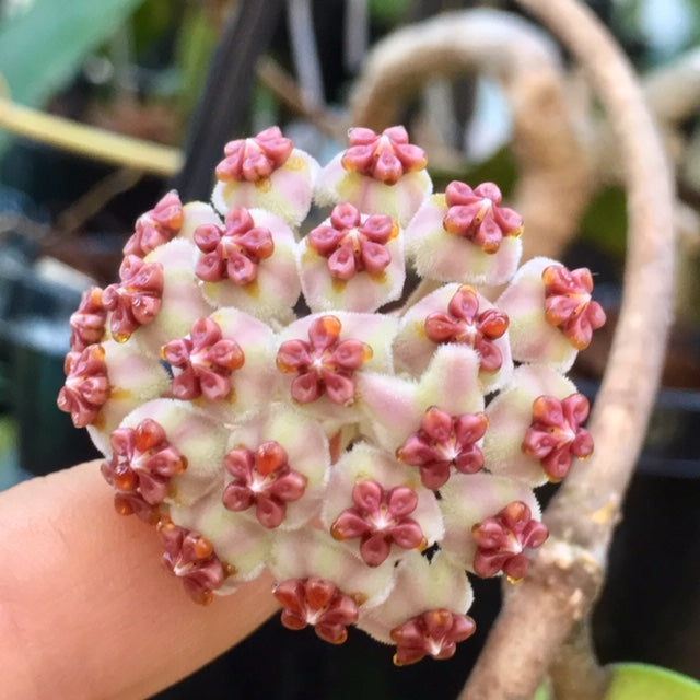 Hoya Kerri variegata 'Speckles' IML 1809 H155 - Hoya Store Aυstralia