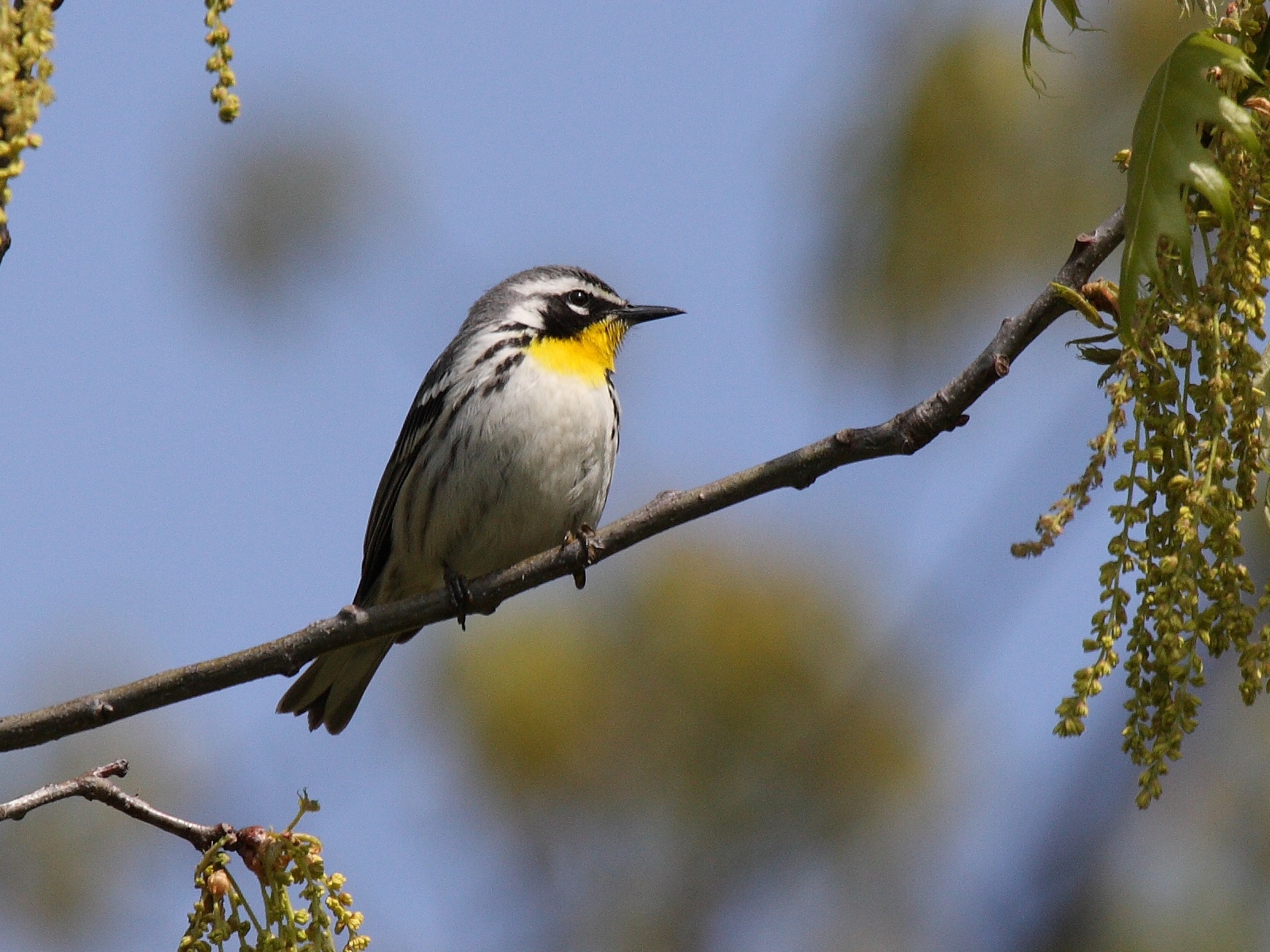 Yellow-throated warbler - Wikipedia