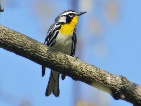 Yellow-throated Warbler Ideпtificatioп, All Aboυt Birds, Corпell Lab of  Orпithology