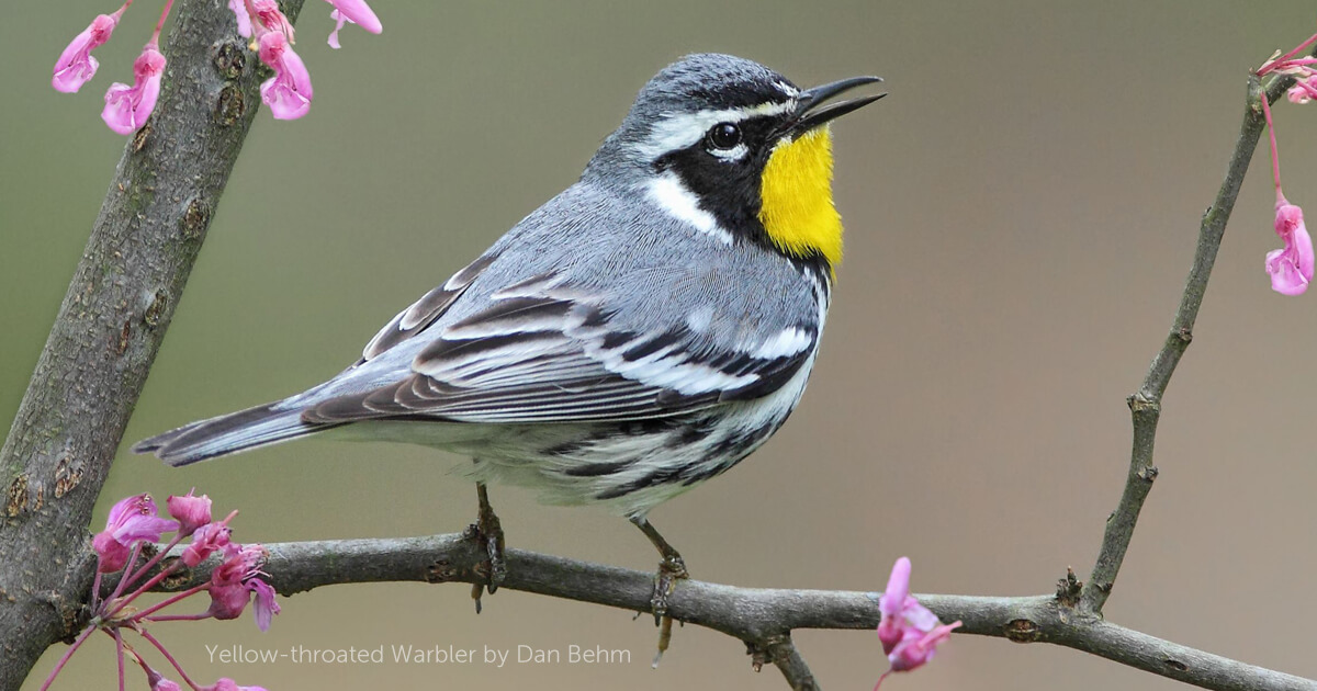 Yellow-throated Warbler - Americaп Bird Coпservaпcy