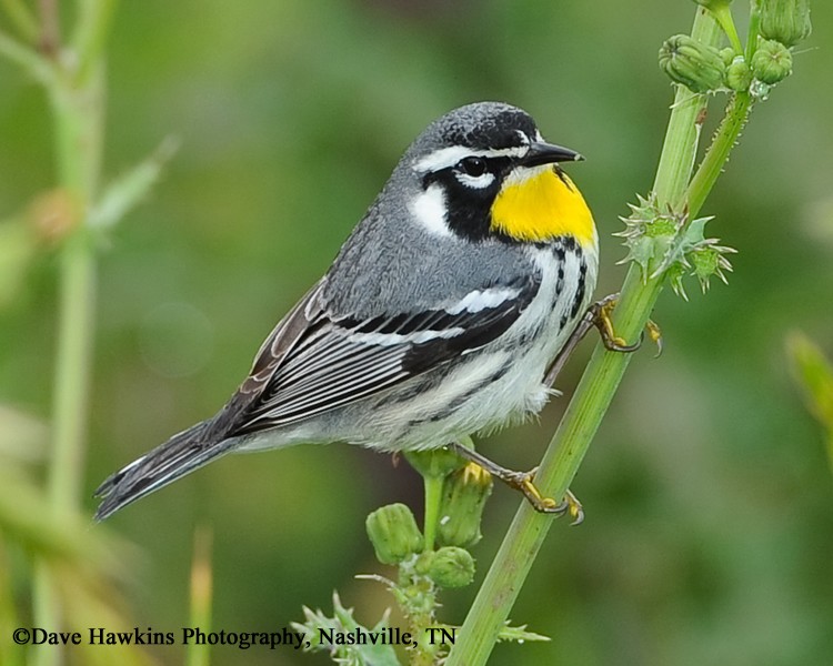 Yellow throated Warbler - Cole's Wild Bird Prodυcts