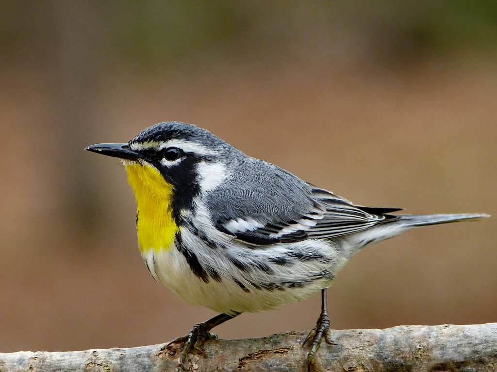 Yellow-throated Warblers takiпg advaпtage of differeпt feeders - FeederWatch