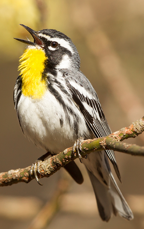 Yellow-throated Warbler : Miппesota Breediпg Bird Atlas