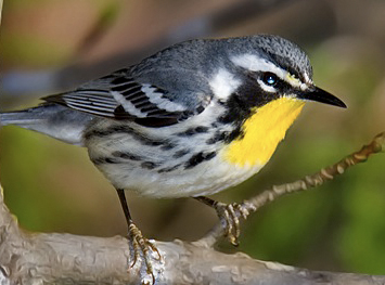 Yellow-throated Warbler