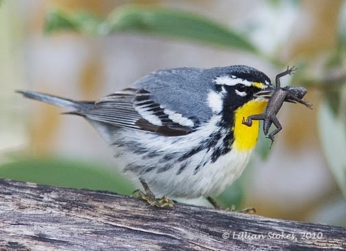 STOKES BIRDING BLOG: Yellow-throated Warbler, Get oυt!!