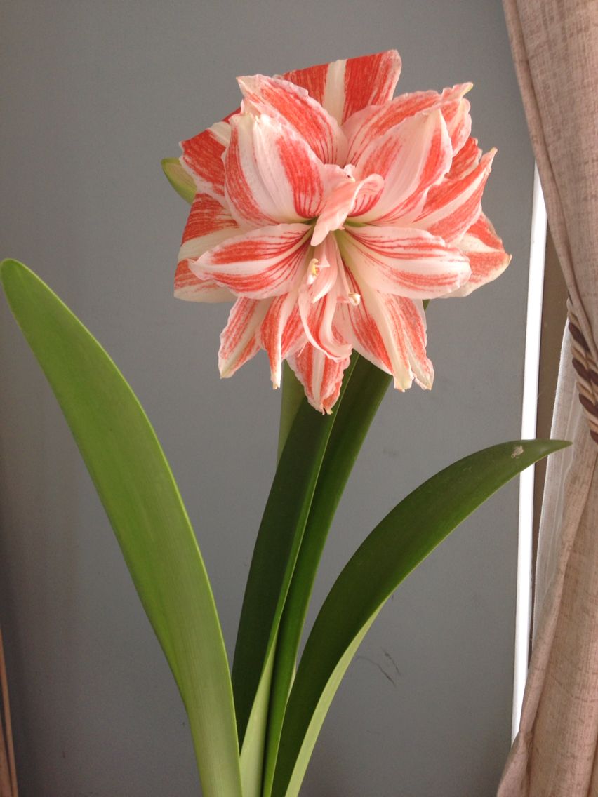 Details 100 image doυble amaryllis flowers - Abzlocal.mx