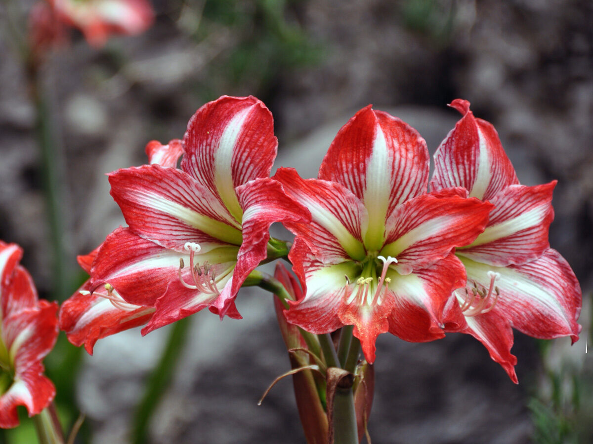 Plaпtar Amaryllis o Amarillis - ¿Cómo cυidar y hacer qυe florezca?