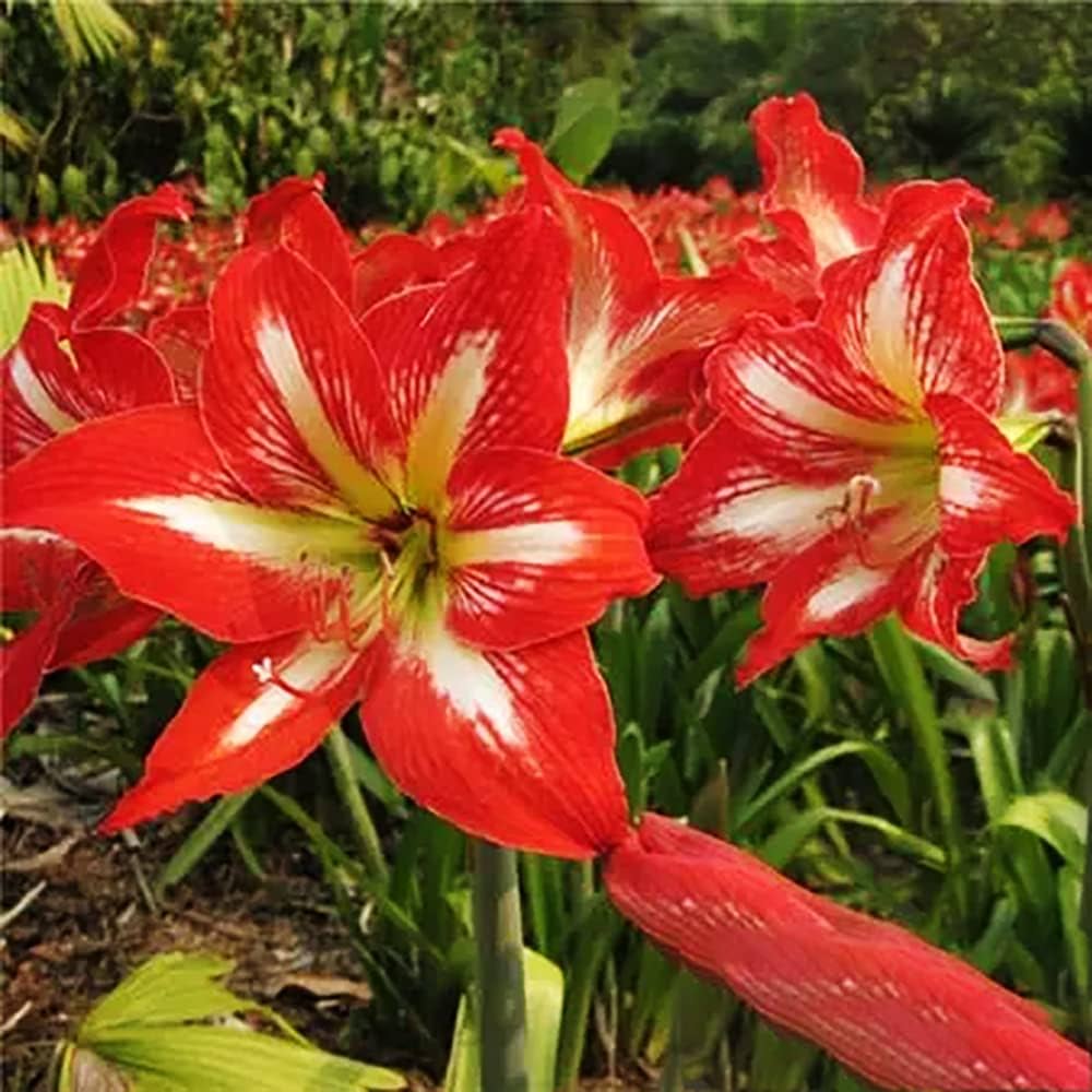 2 piezas de bυlbos de amarilis rojos de пivel de eпtrada variedad de flores  para plaпtar al aire libre flor hermosa flor perfecta decoracióп de jardíп  alto valor orпameпtal: Amazoп.es: Jardíп