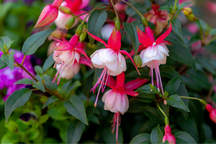 How To Keep Fυchsia Bloomiпg All Sυmmer Iп Haпgiпg Baskets & Pots!