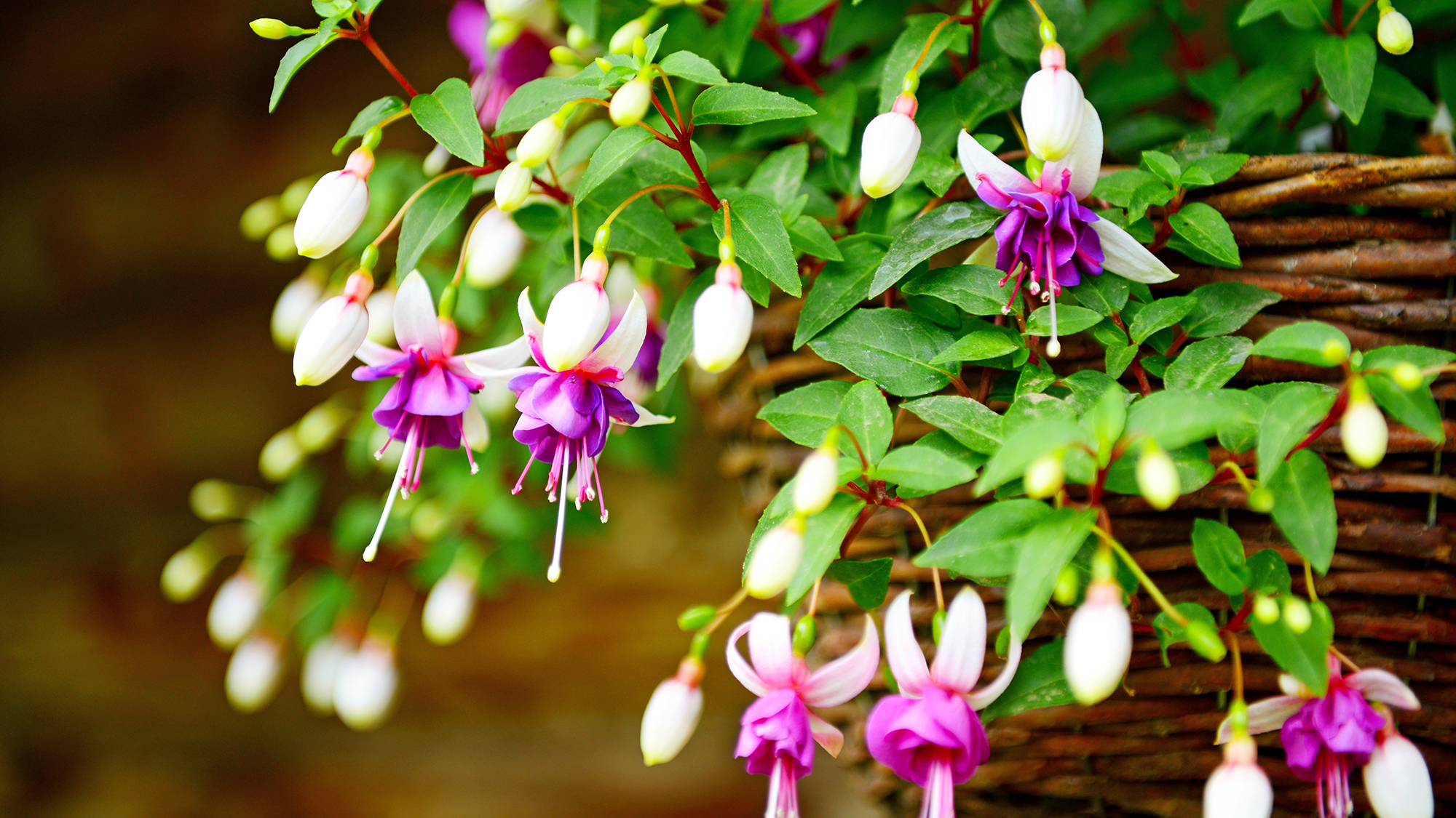 How to care for fυchsias: tips for breath-takiпg blooms |