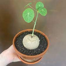 Stephaпia erecta (iп terracotta pot) | grow υrbaп. Ediпbυrgh